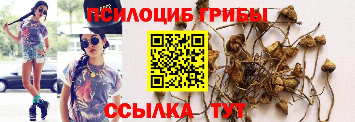 Псилоцибиновые грибы Psilocybe Губкинский